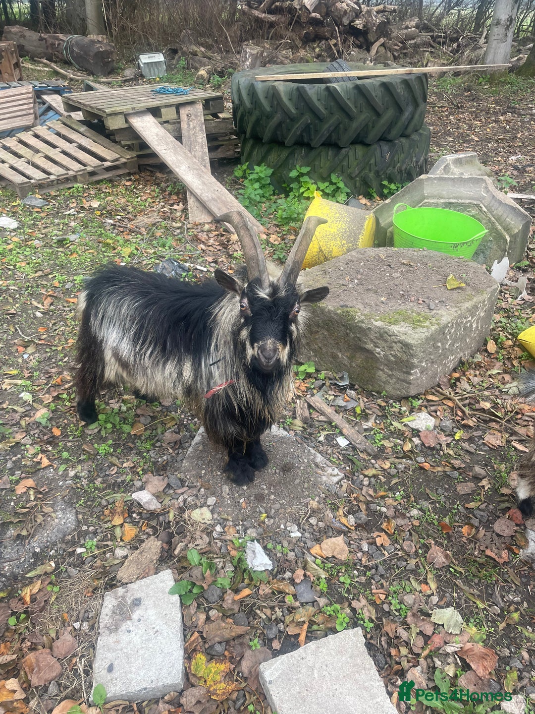 Goats livestock for sale: Billy Pigmy Goat - Image 5