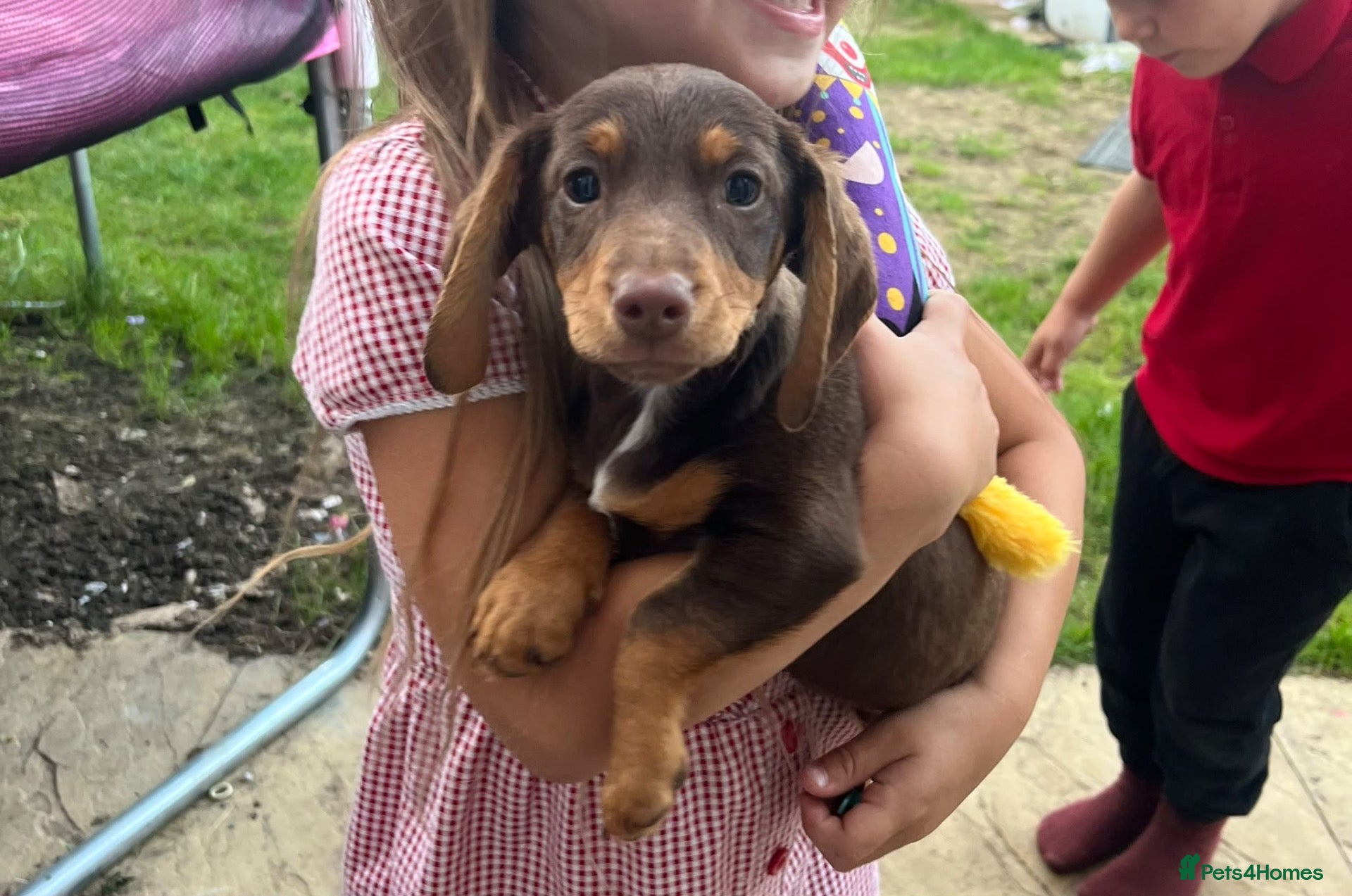 Miniature Dachshund dogs Male miniature dachshund  - Advert 1