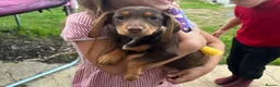 Miniature Dachshund dogs for sale: Male miniature dachshund  in Aldershot - Advert 1