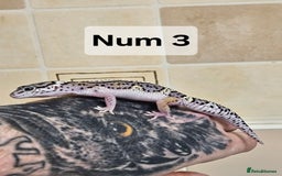Leopard Gecko reptiles for sale: Blacknight macksnows and supersnows in tremper - Image 29
