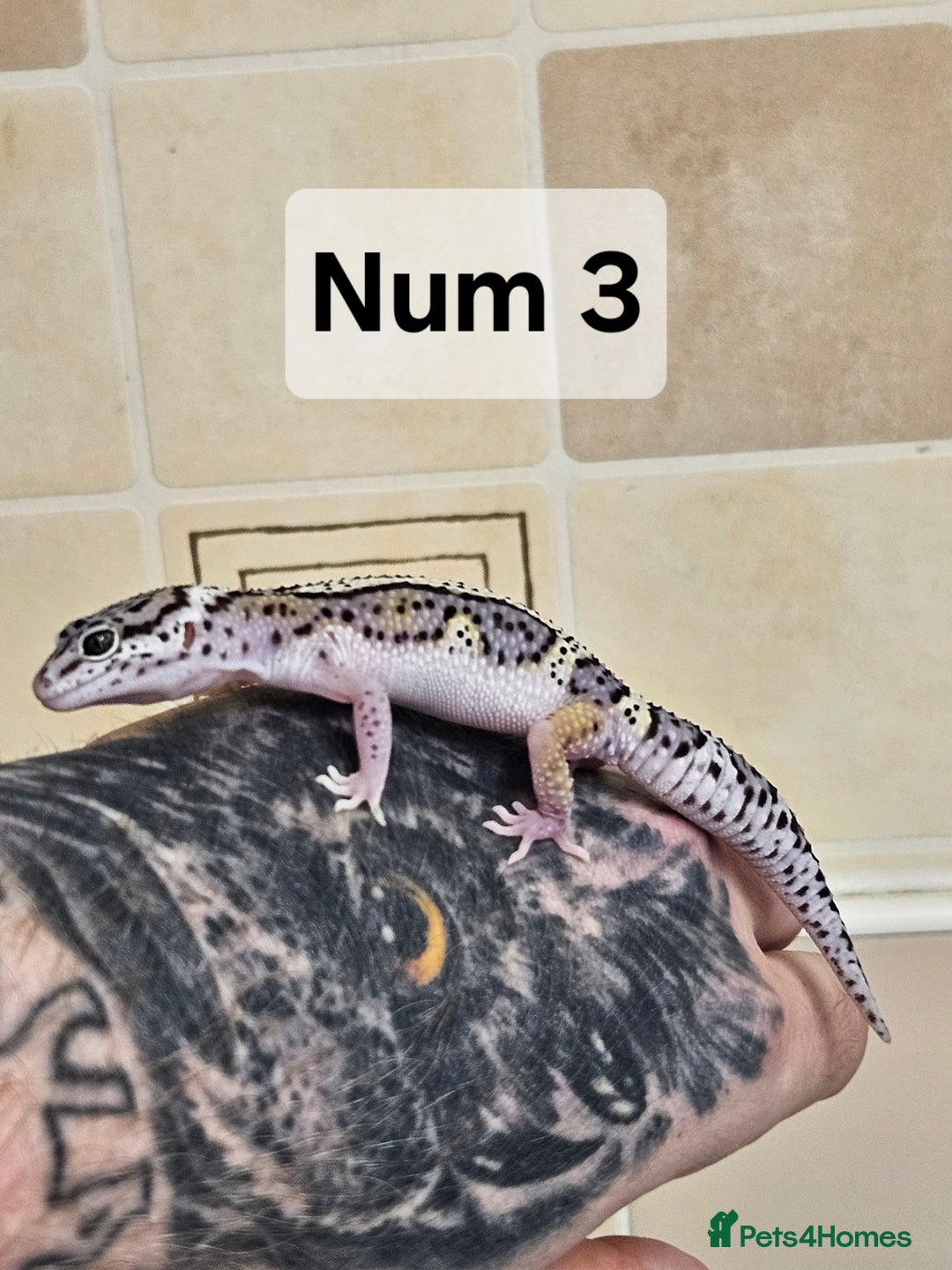 Leopard Gecko reptiles for sale: Blacknight macksnows and supersnows in tremper - Image 29