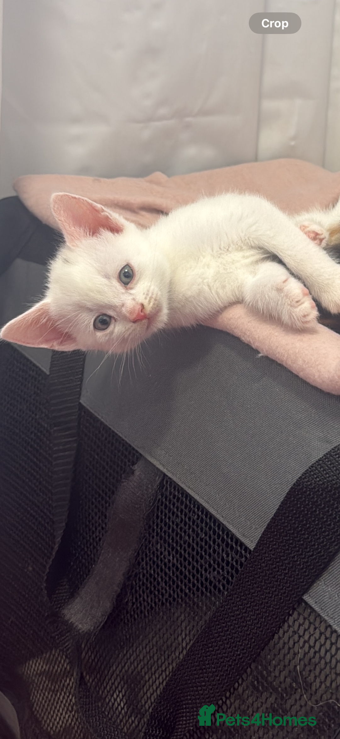 British Shorthair cats for sale: Beautiful kittens  - Image 7
