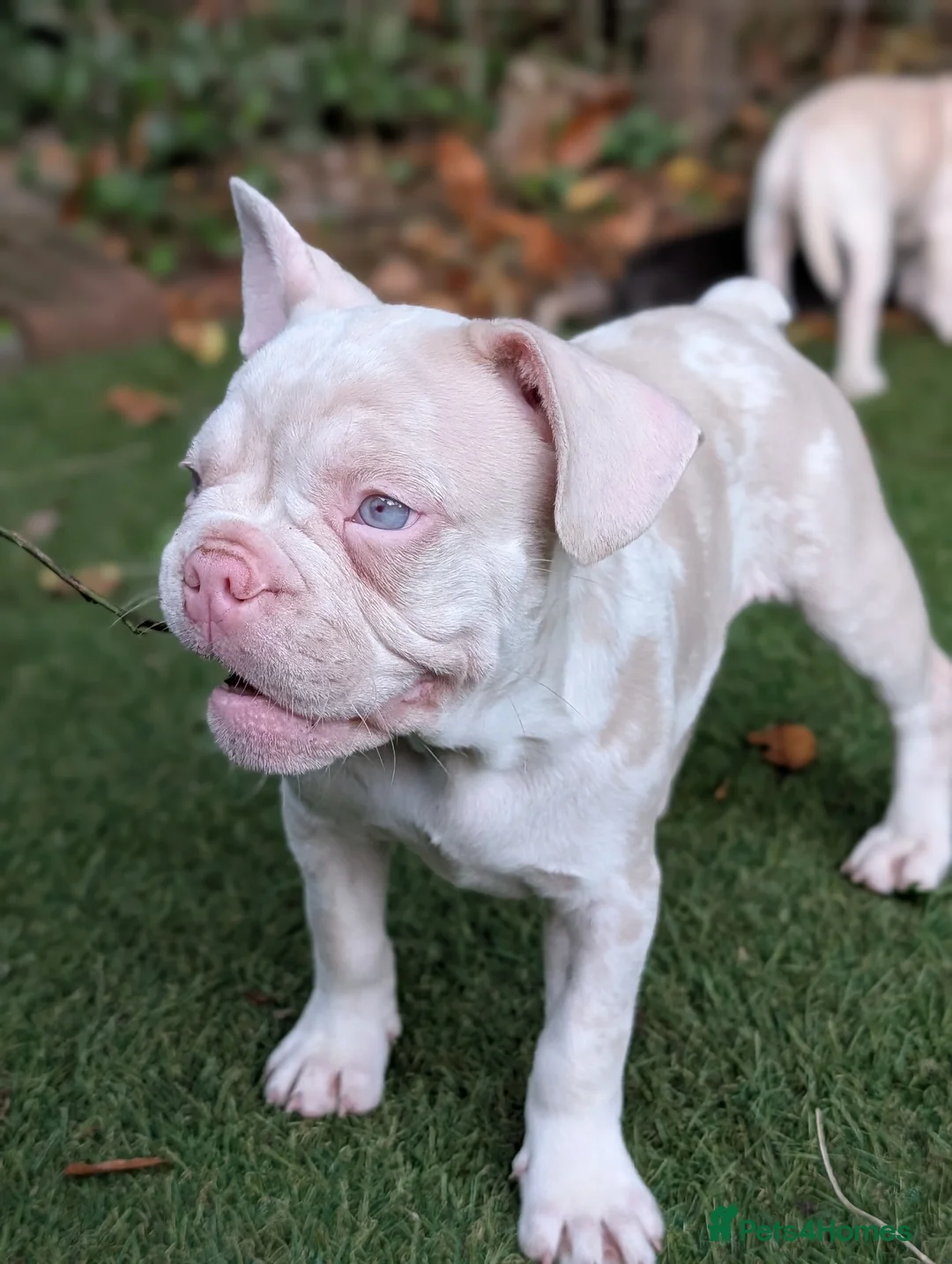 French Bulldog dogs for sale: ​🐾 Exceptional 12-Week-Old French Bulldog Boys!🐾 - Advert 1