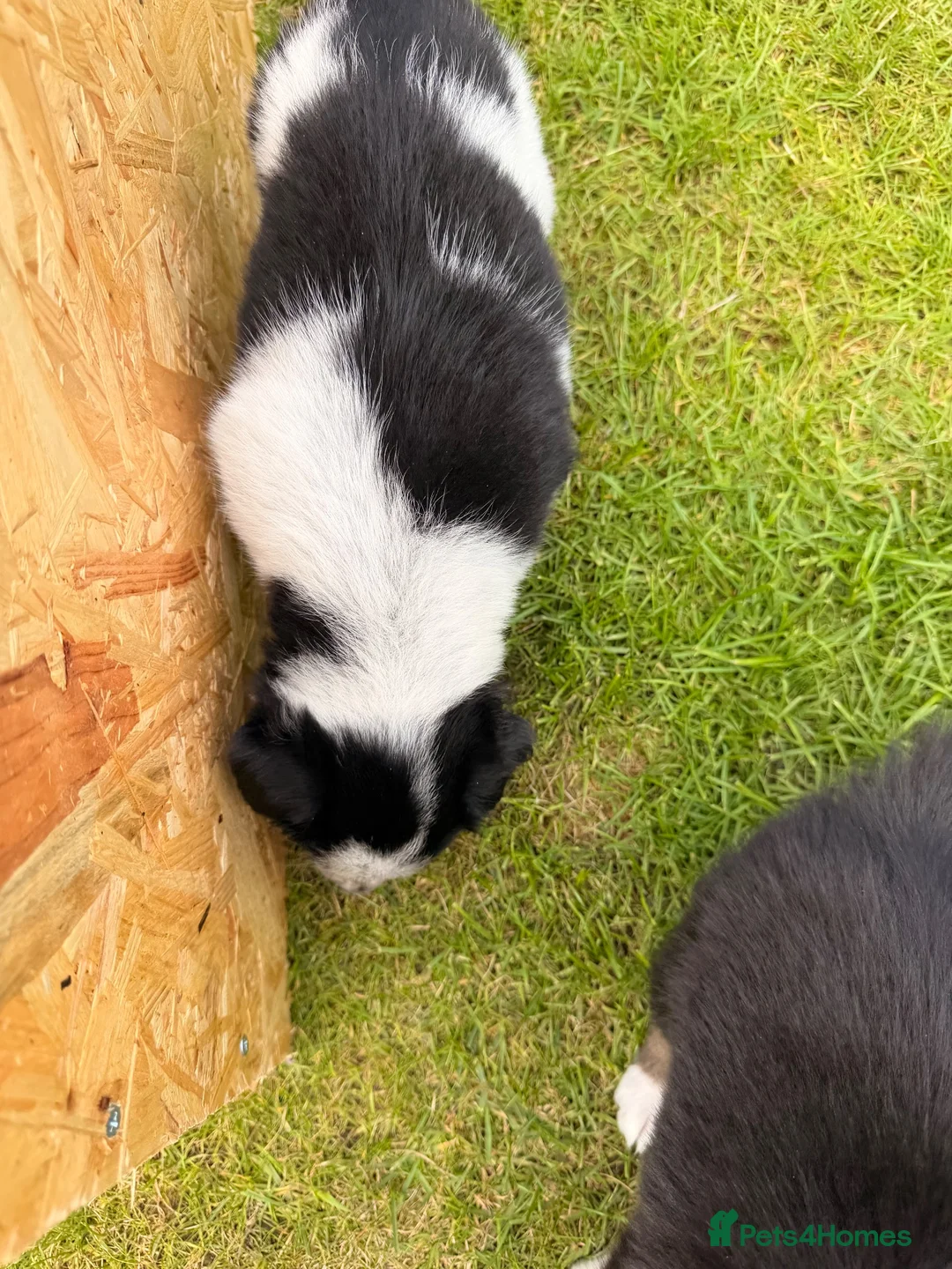 Border Collie dogs for sale: Gorgeous Border Collie puppies  - Advert 30