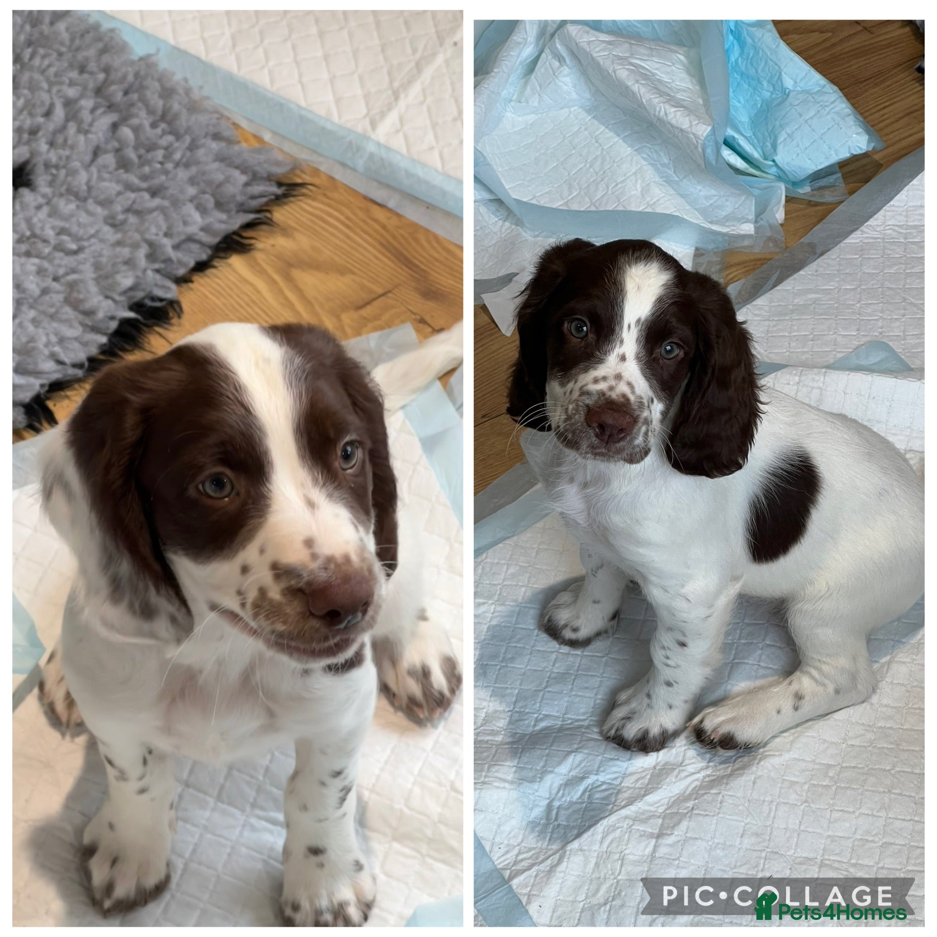 English Springer Spaniel dogs HEALTH TESTED QUALITY ENGLISH SPRINGER SPANIELS  - Advert 1