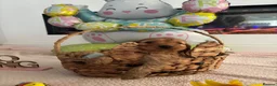 Cockapoo dogs for sale: F1 cockapoo puppies 1 boys 1 girl REDUCED - Advert 13