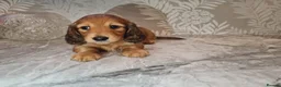 Miniature Dachshund dogs for sale: Superior Quality Miniature Dachshund Puppies in Plymouth - Advert 3