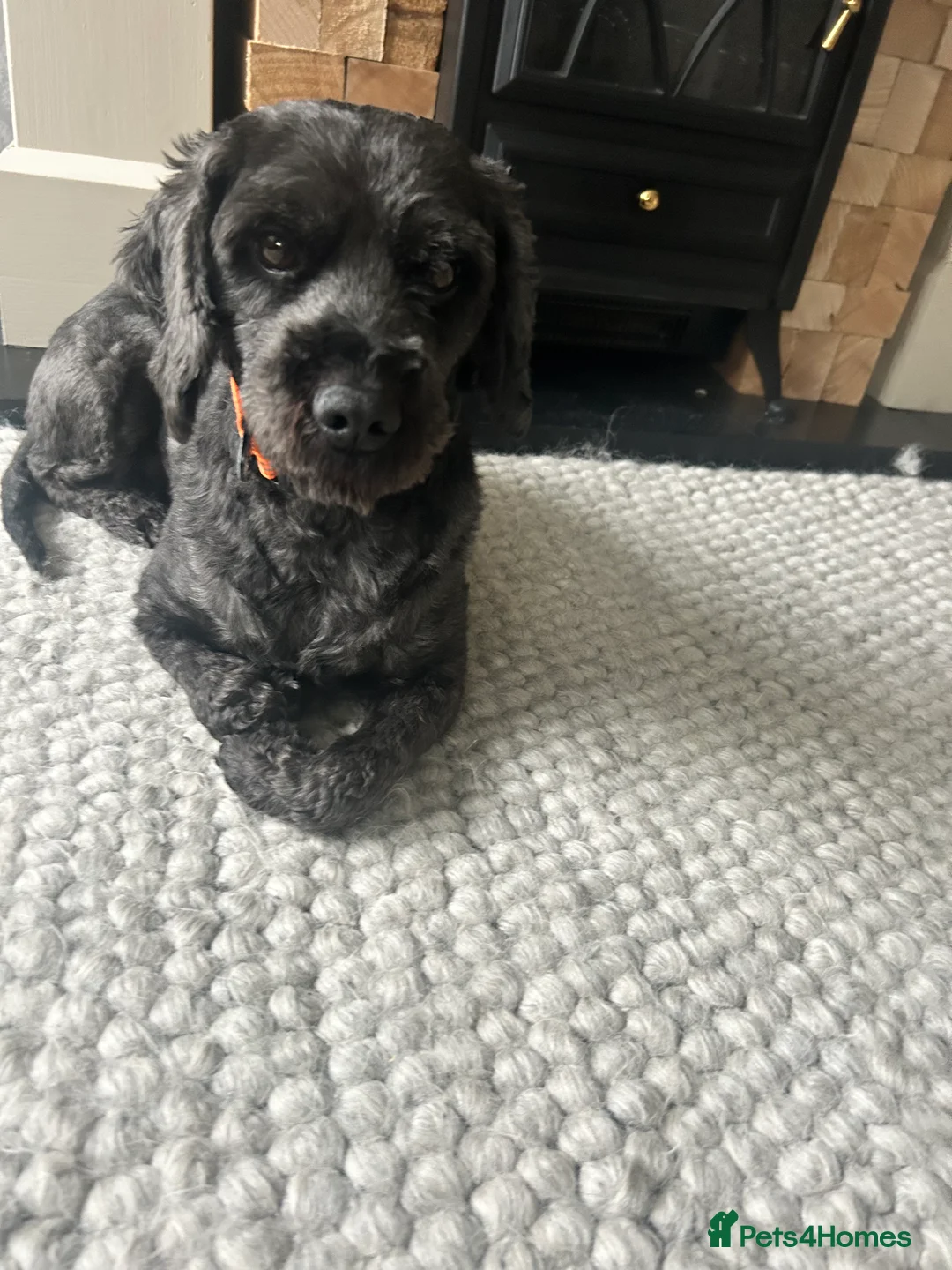 Cockapoo dogs for sale: Mini black cockapoo - Advert 2
