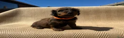 Mixed Breed dogs for sale: Havatoodle Pups - Advert 17