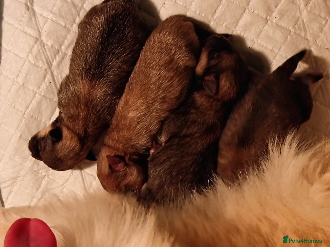 Pomeranian dogs for sale: 2 POMERANIAN PUPPIES FOR SALE - 1 girl and 1 boy - Advert 6