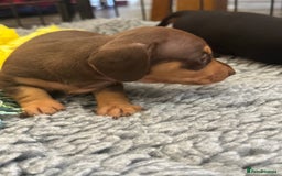 Miniature Dachshund dogs for sale: Gorgeous KC reg miniature Dachshund puppies  - Image 17
