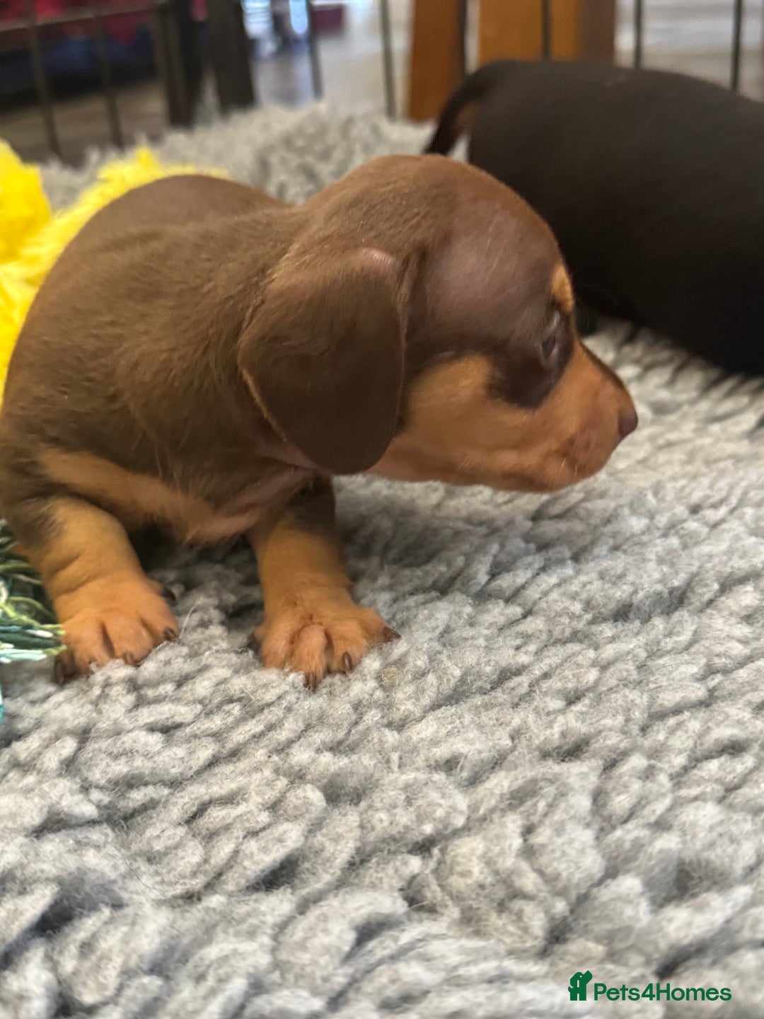 Miniature Dachshund dogs for sale: Gorgeous KC reg miniature Dachshund puppies  - Image 17