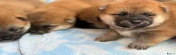 Japanese Shiba Inu dogs for sale: Japanese Shiba Inu Puppies Parents Health Tested - Advert 15