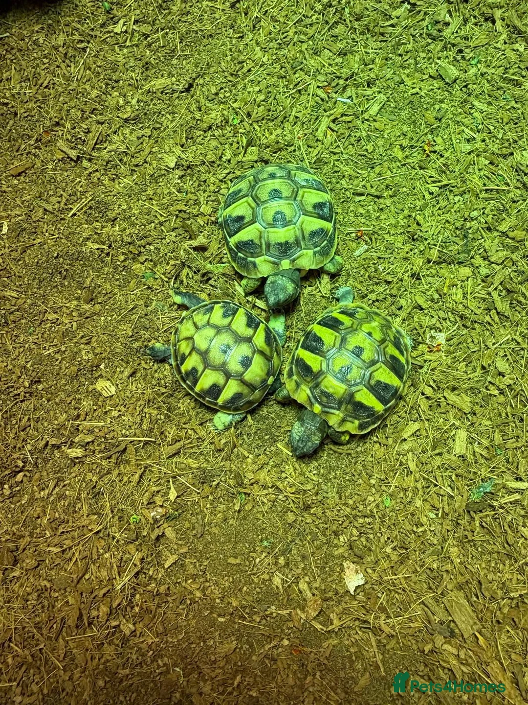 Tortoise reptiles for sale: 3 & 4 Month Old Hermanns Tortoises for Sale x 12 - Advert 5