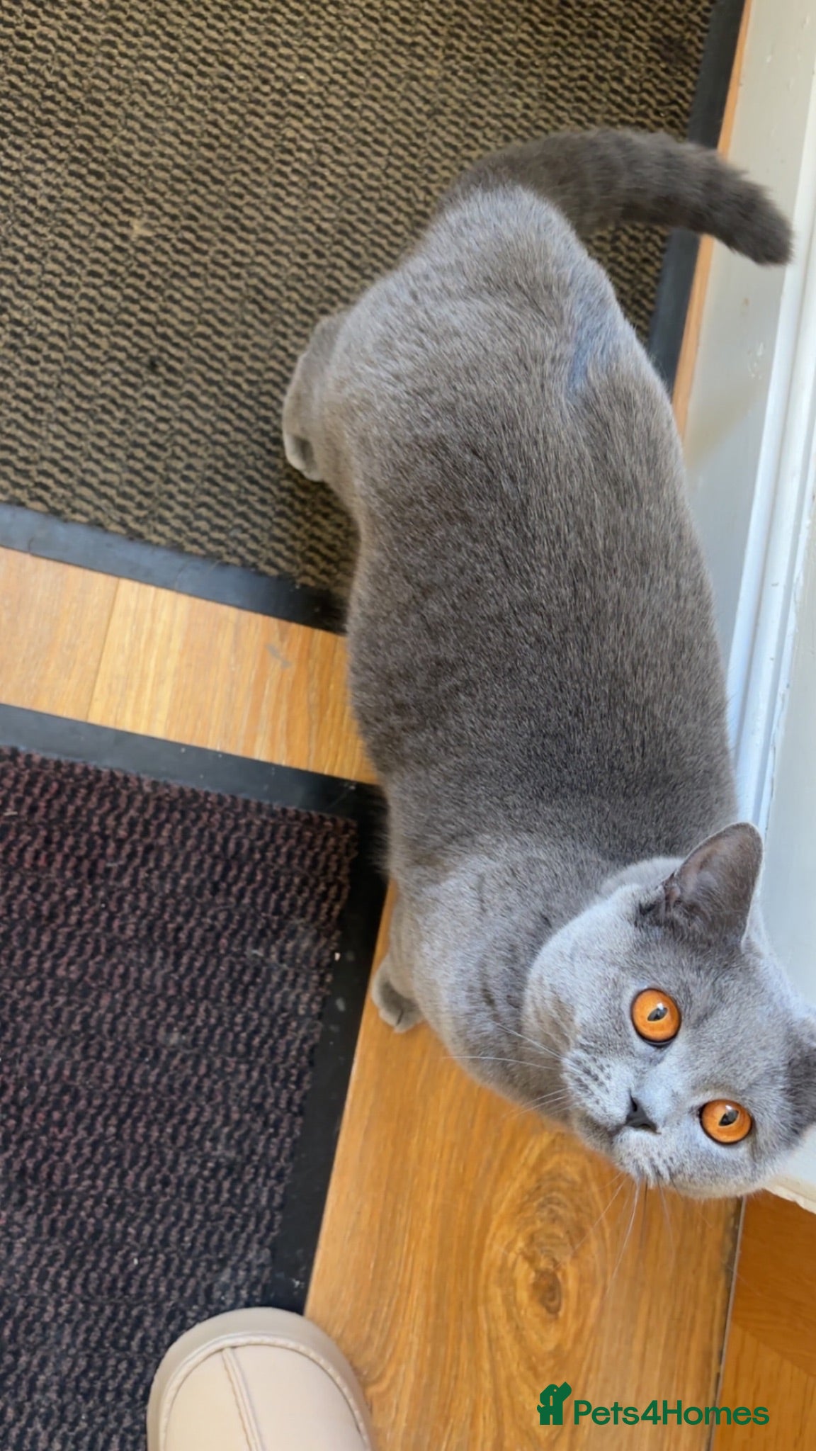 British Shorthair cats Blue British Shorthair kittens  - Advert 1