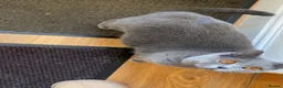 British Shorthair cats for sale: Blue British Shorthair kittens  - Advert 1