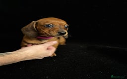 Dachshund dogs for sale: Miniature Dachshund Puppies  - Image 7