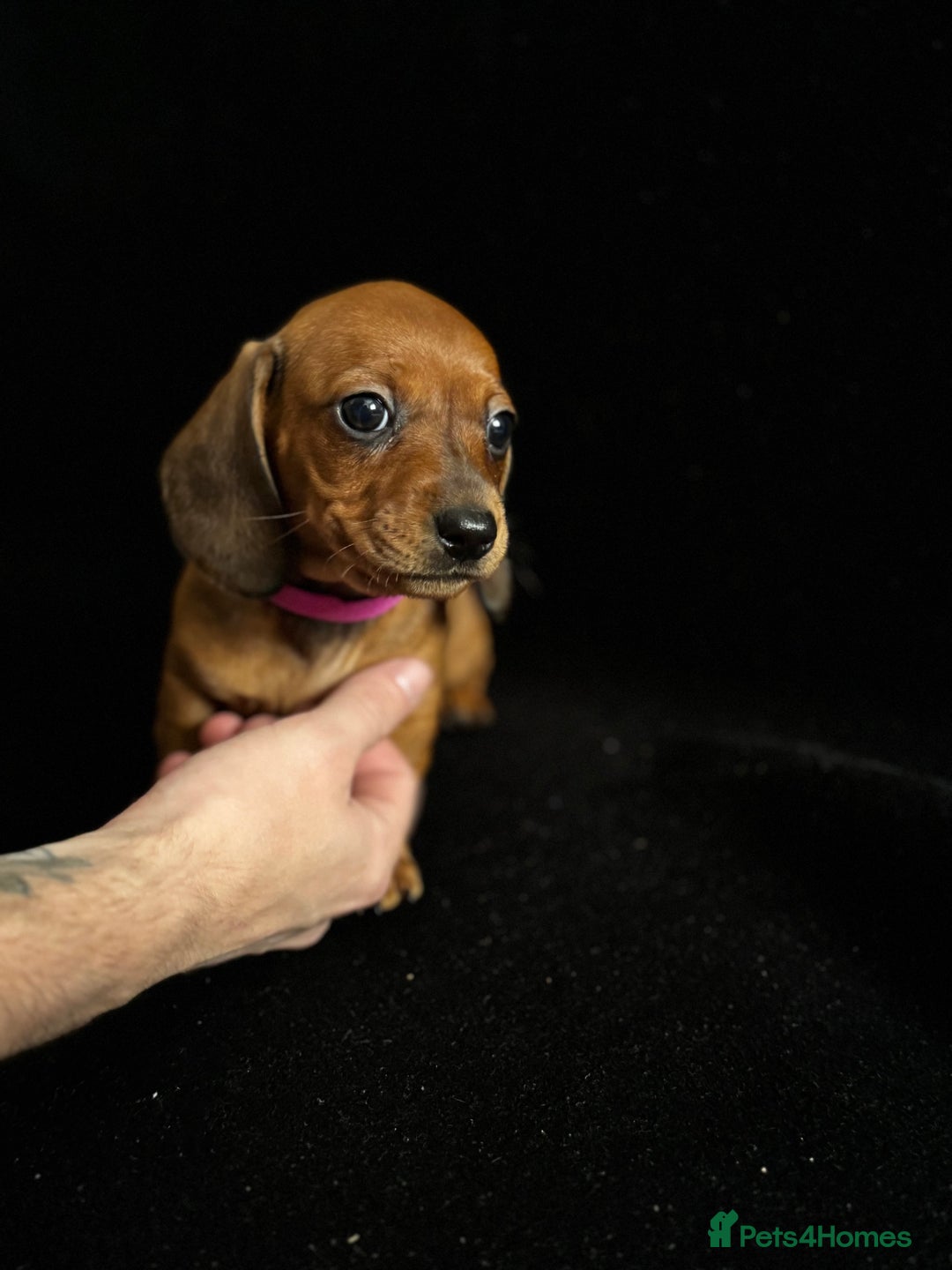 Dachshund dogs for sale: Miniature Dachshund Puppies  - Image 7