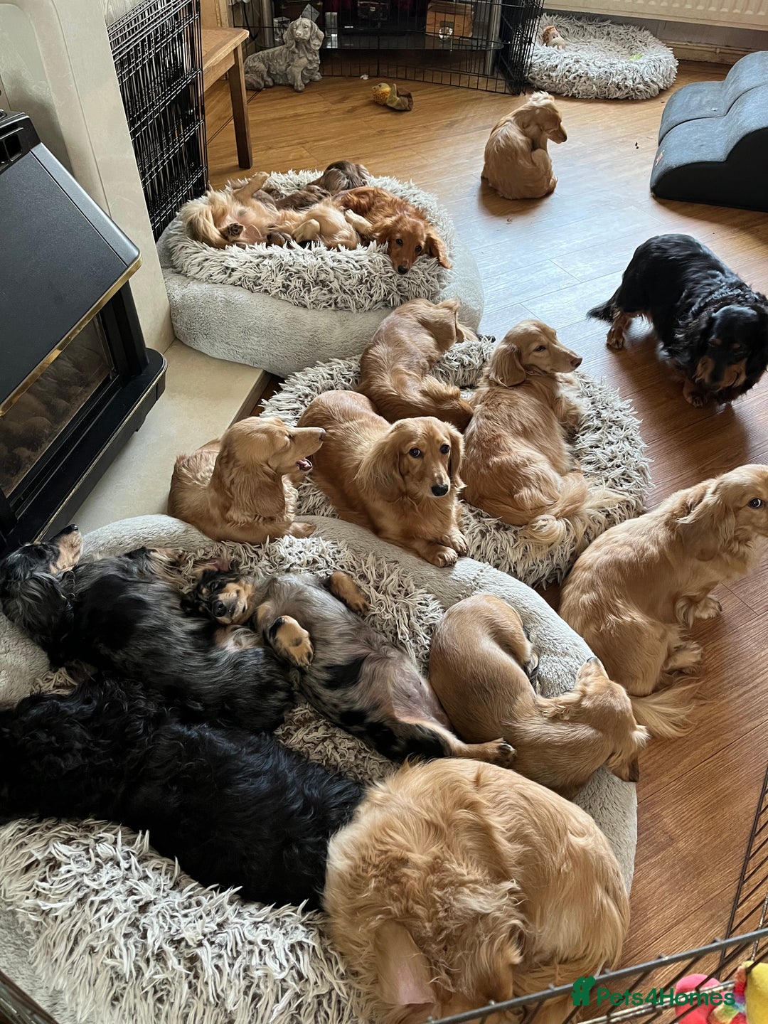 Miniature Dachshund dogs for sale: Levmai Miniature Longhaired Dachshunds  - Image 11