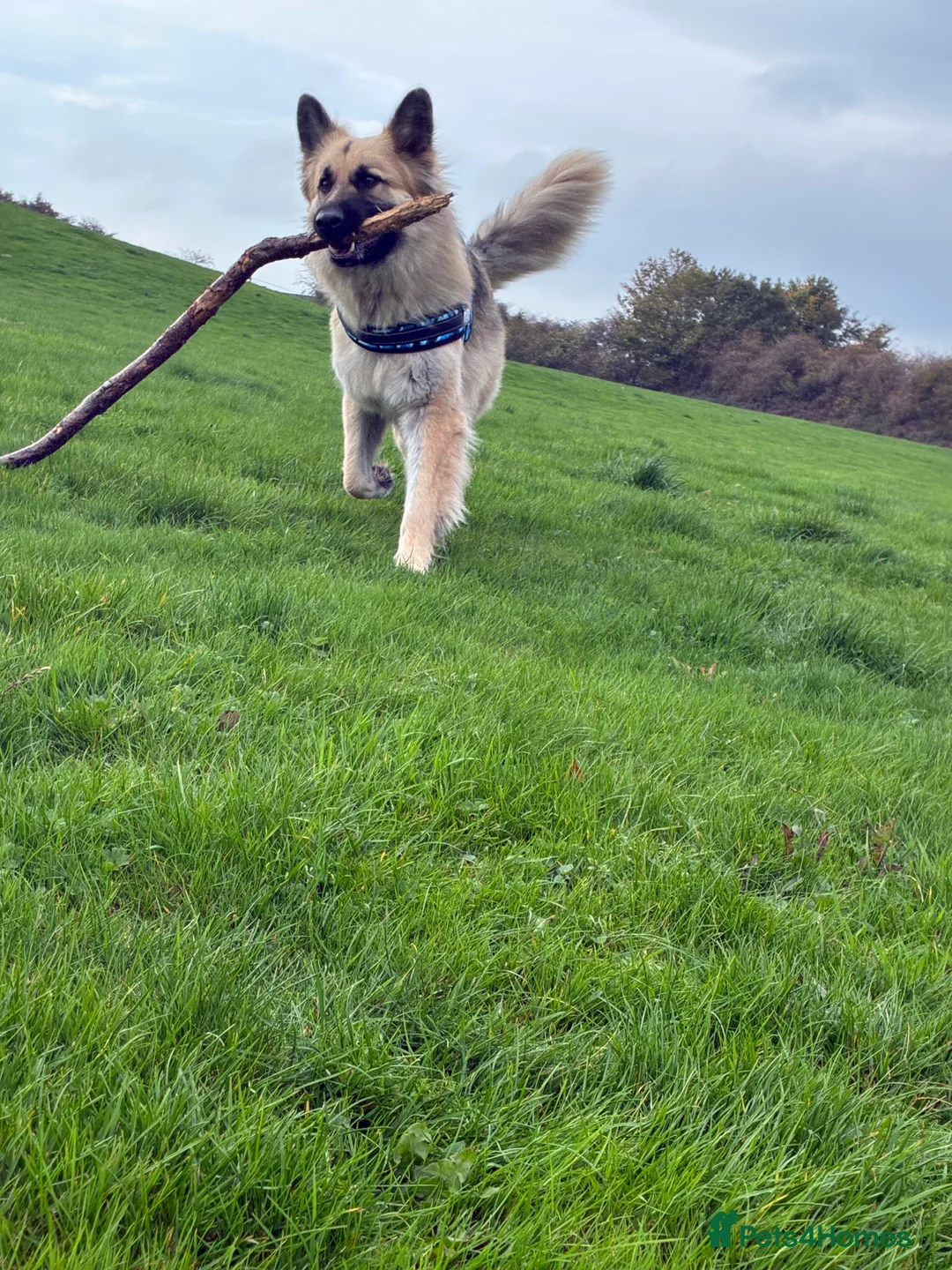 German Shepherd dogs for sale: German shepherd  - Advert 3