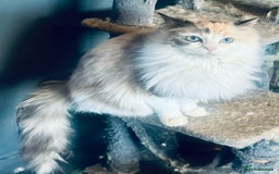 Ragdoll cats for sale: Tortie flame mink sepia tica  - Image 4