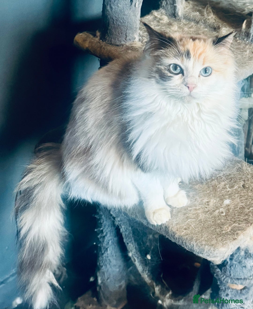 Ragdoll cats for sale: Tortie flame mink sepia tica  - Image 4