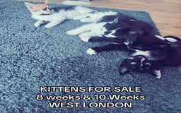 Mixed Breed cats for sale: Kittens ready for there forever home  - Image 2