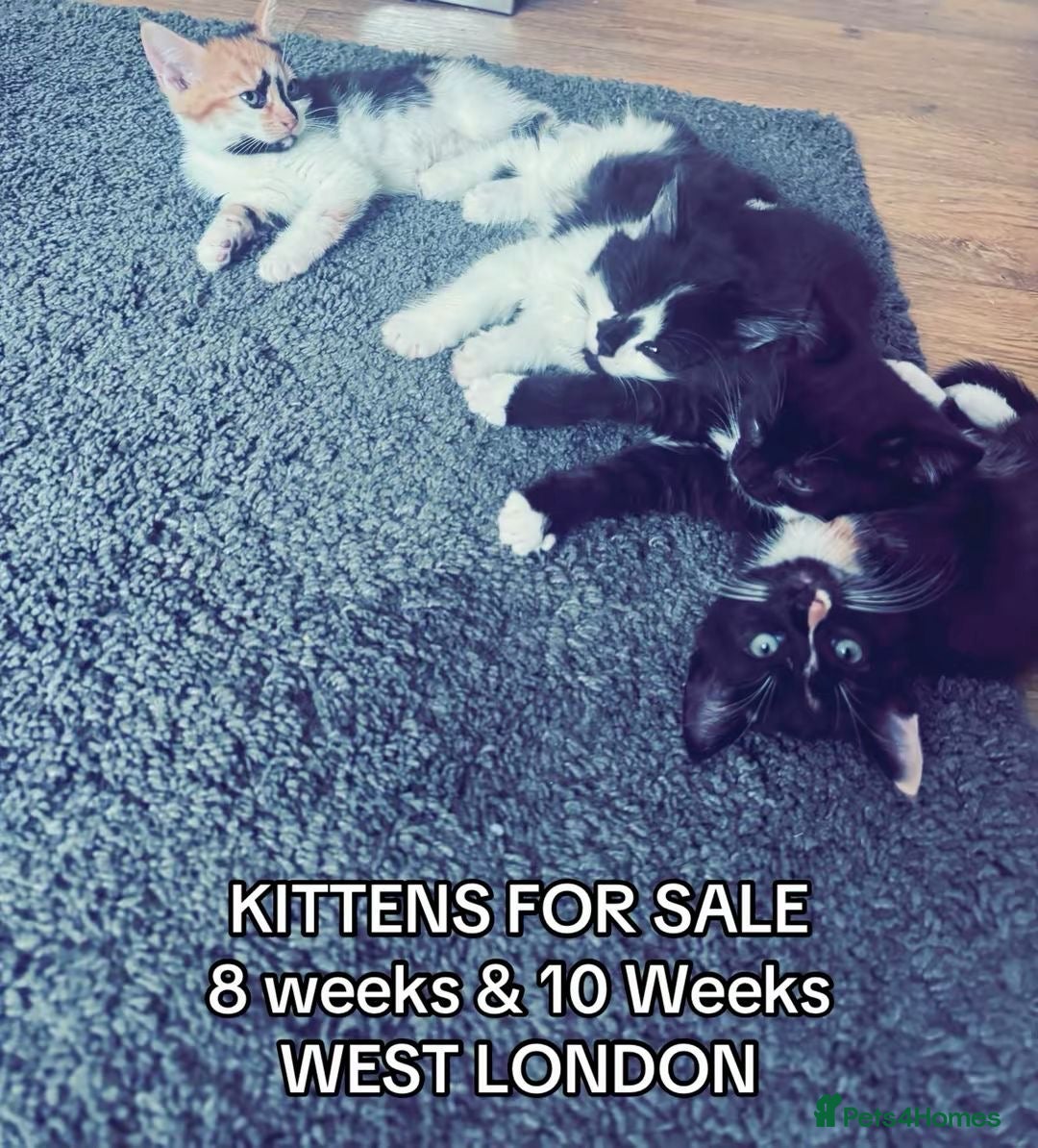 Mixed Breed cats for sale: Kittens ready for there forever home  - Image 2