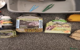 Hermann Tortoise reptiles for sale: Horsefield tort & full setup with lots of extras - Image 6