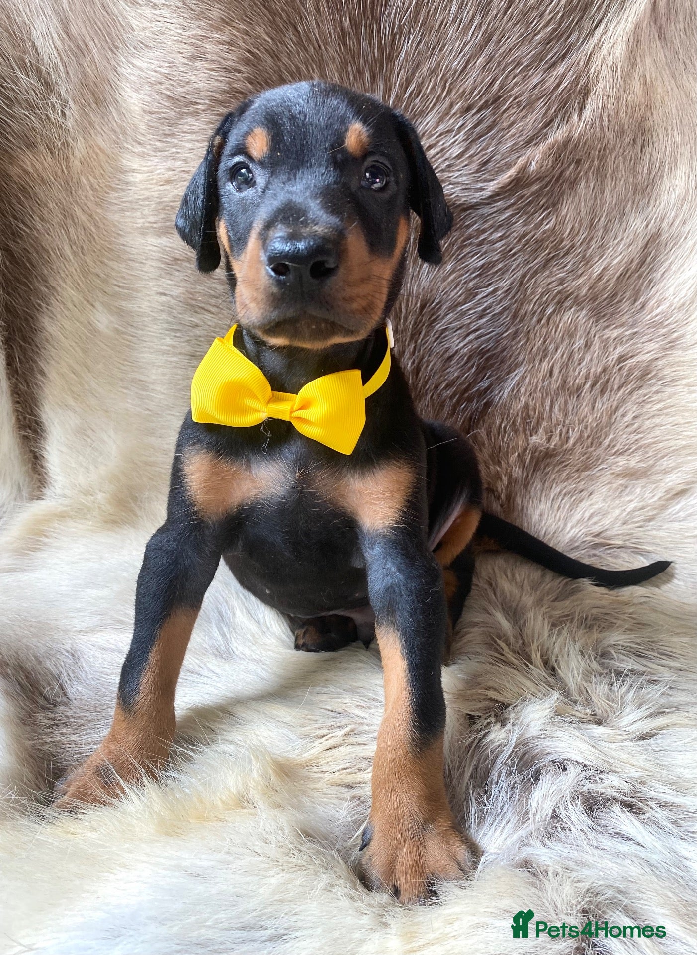 Dobermann dogs KC REGISTERED DOBERMAN PUPS - Advert 1
