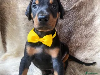 Dobermann dogs KC REGISTERED DOBERMAN PUPS - Advert 1