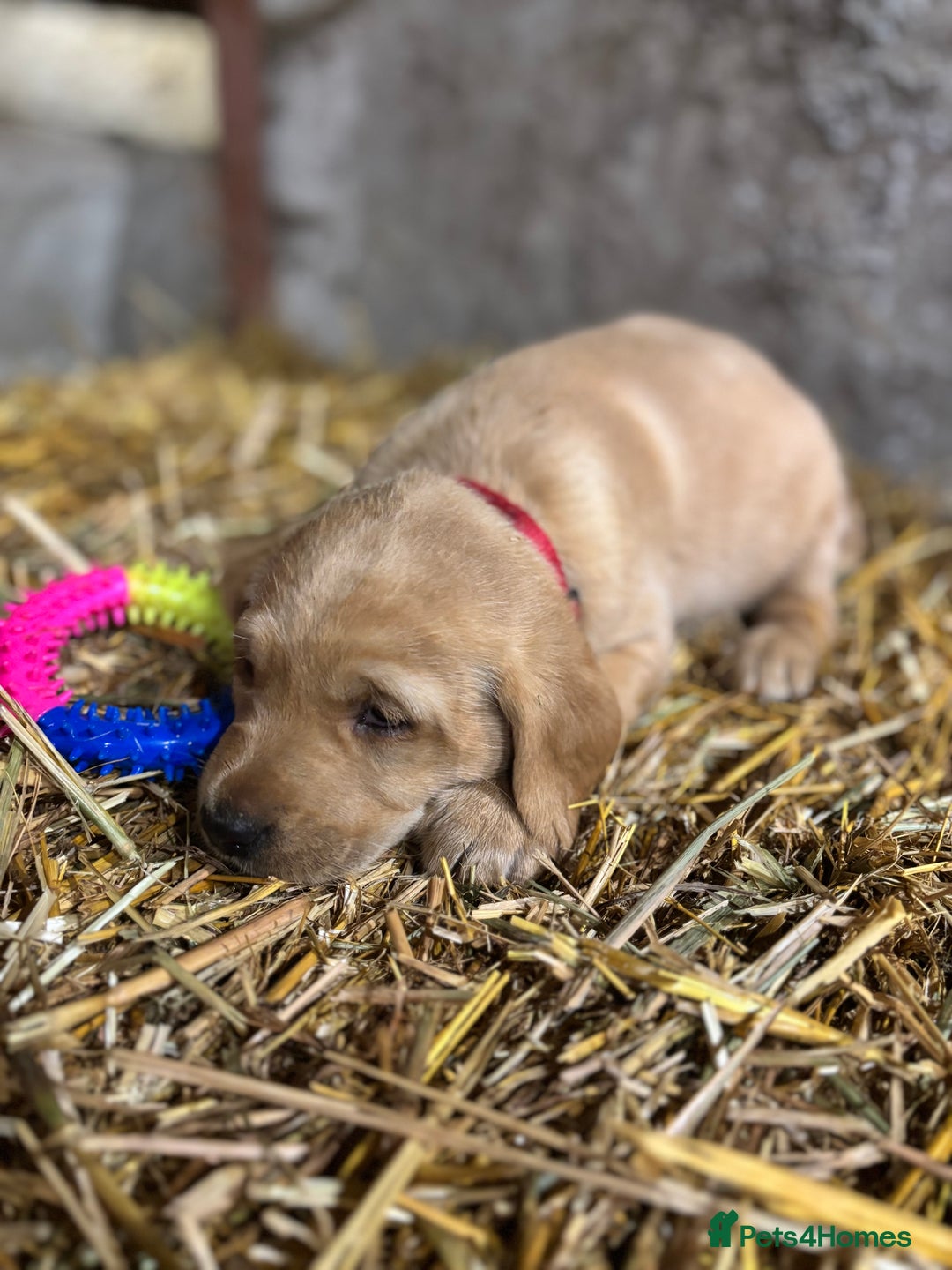 Labrador Retriever dogs for sale: KC Registered Labrador Puppies for Sale - Advert 28