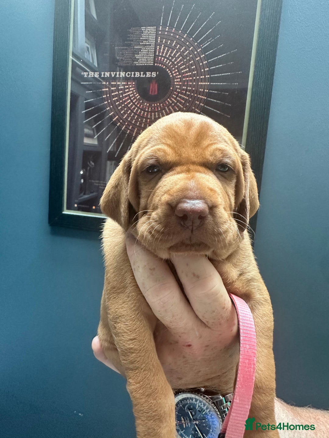 Hungarian Vizsla dogs for sale: 1CHUNKY DEEP RED HUNGARIAN VIZSLA GIRL PUPPY LEFT - Image 12
