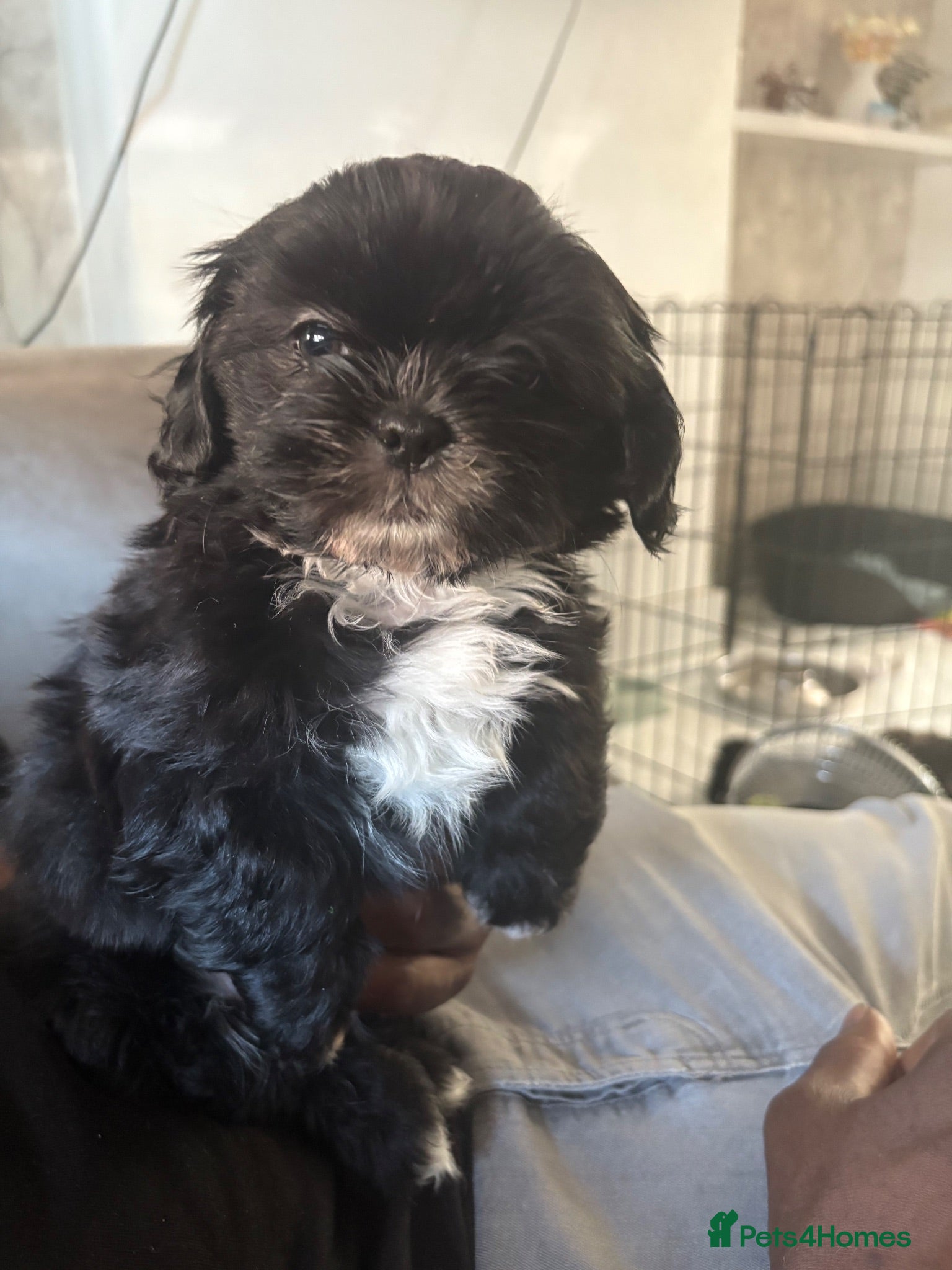 Shih Tzu dogs 4 Beautiful Shih Tzu Puppies - Advert 2