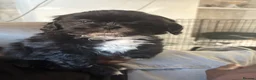Shih Tzu dogs for sale: 4 Beautiful Shih Tzu Puppies - Advert 3