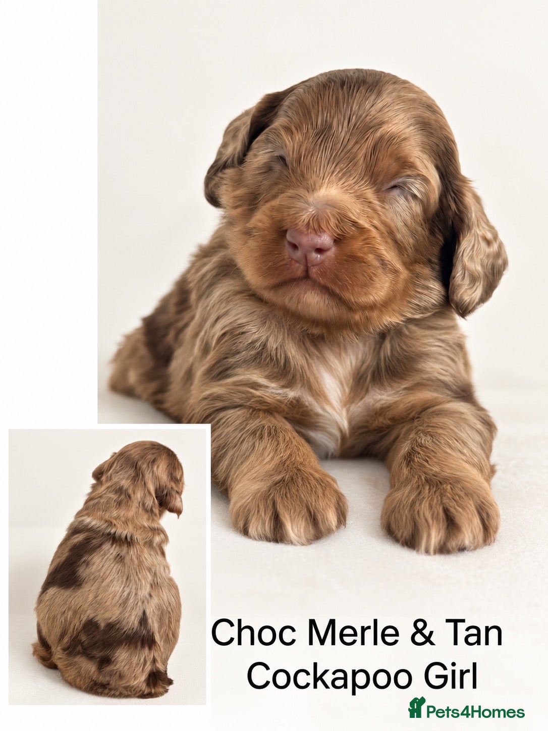 Cockapoo dogs Stunning Merle & Tan Girl Cockapoo - Advert 1