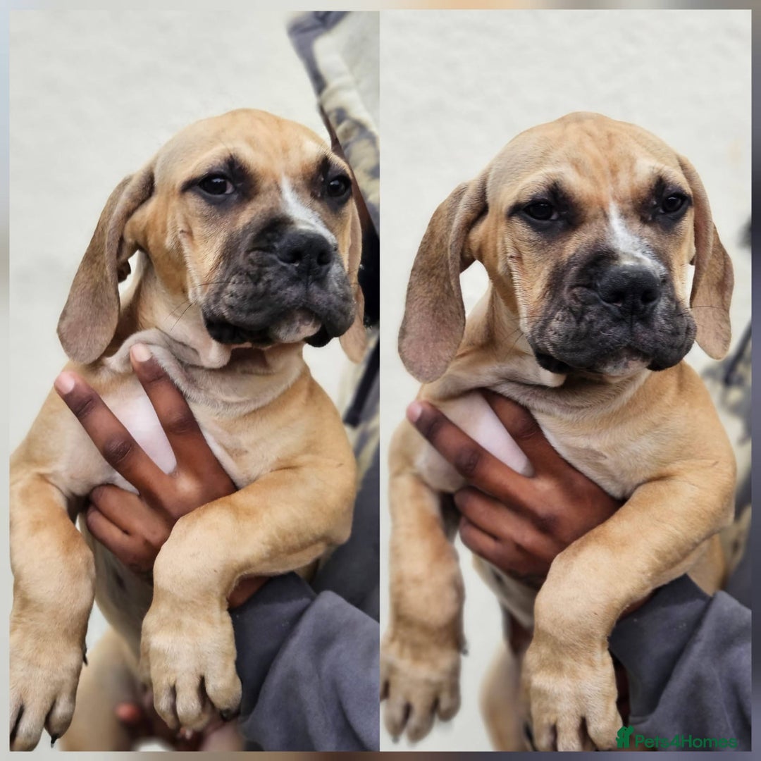 Mastiff dogs for sale: Mastiff Puppy 4 - Boerbel x ultimate Mastiff - Image 4