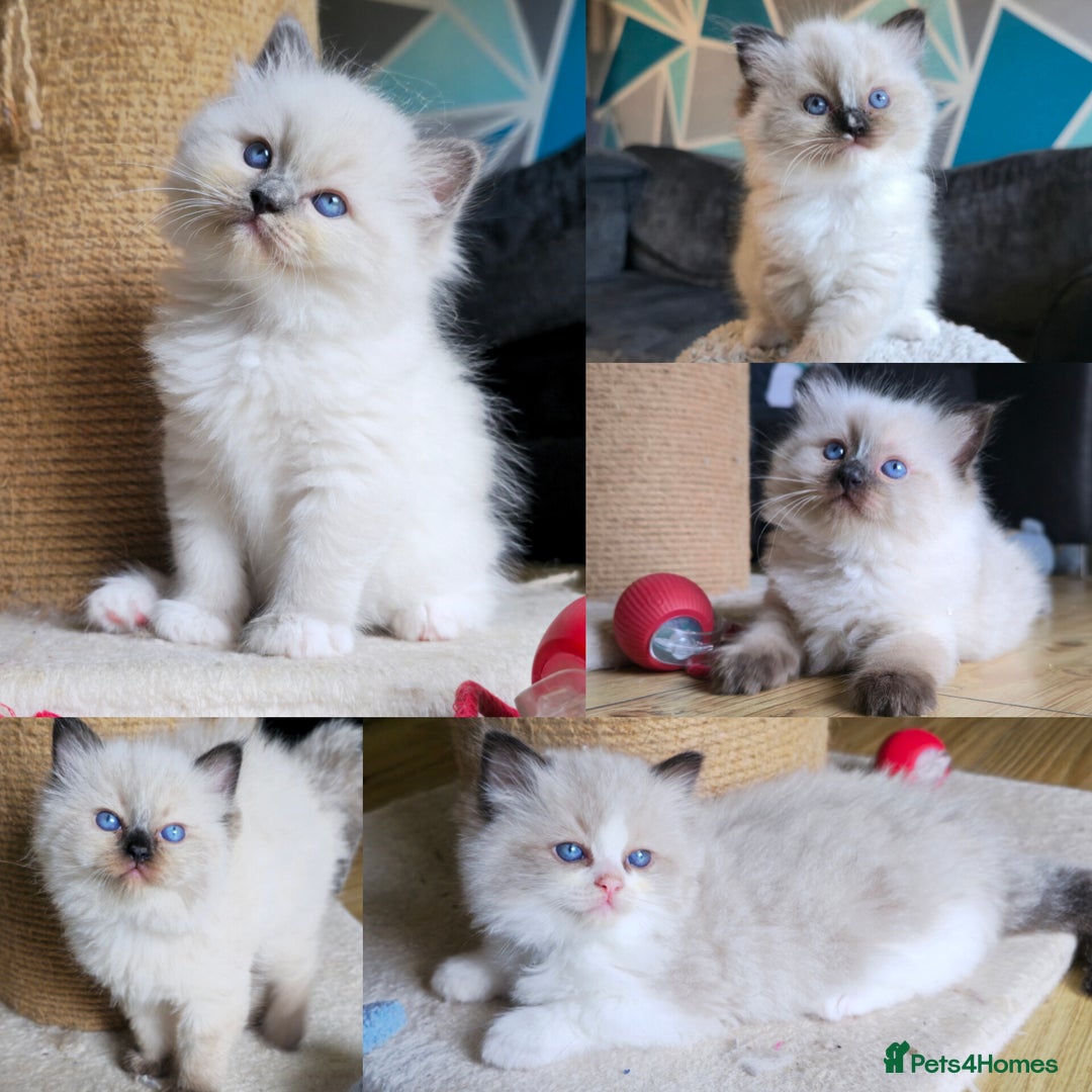 Ragdoll cats for sale: 5 Adorable Ragdoll Kittens - Ready now ✨️ in Billericay - Image 1