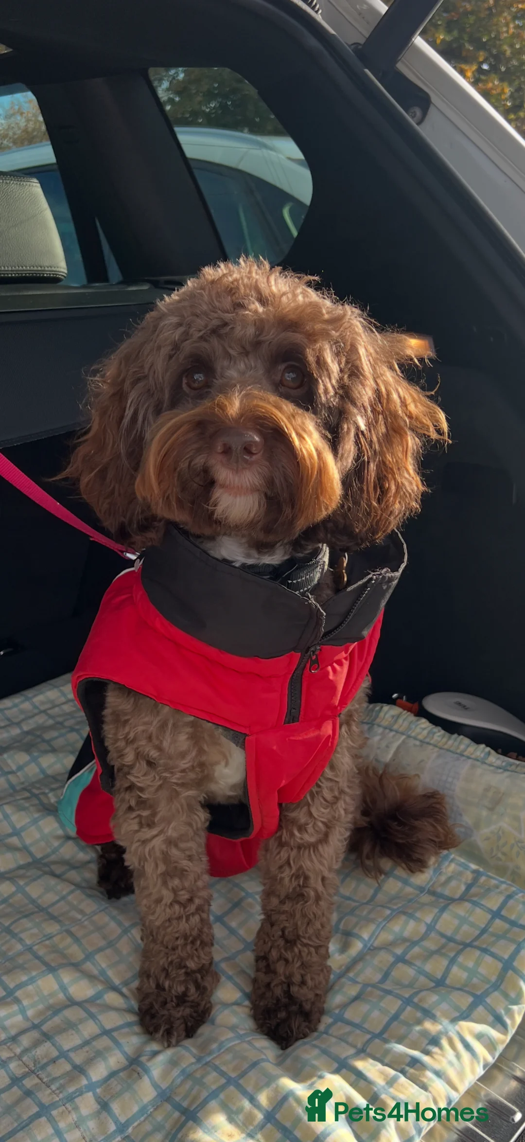 Cockapoo dogs for stud: Stud - Theo  - Advert 4