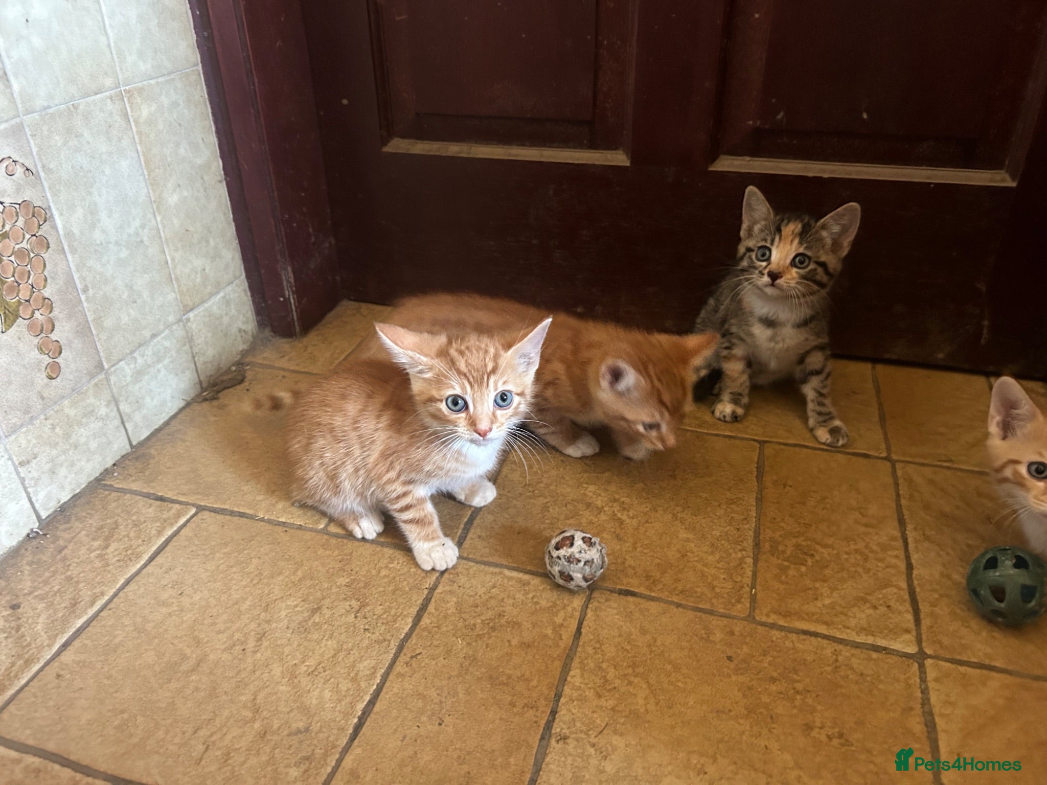Mixed Breed cats Beautiful mixed breed kittens short haired  - Advert 2