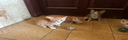 Mixed Breed cats for sale: Beautiful mixed breed kittens short haired  - Advert 2