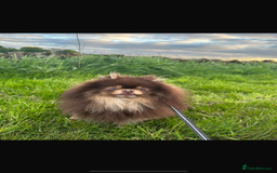 Pomeranian dogs for sale: 2 little Pomeranian Boys   - Image 5