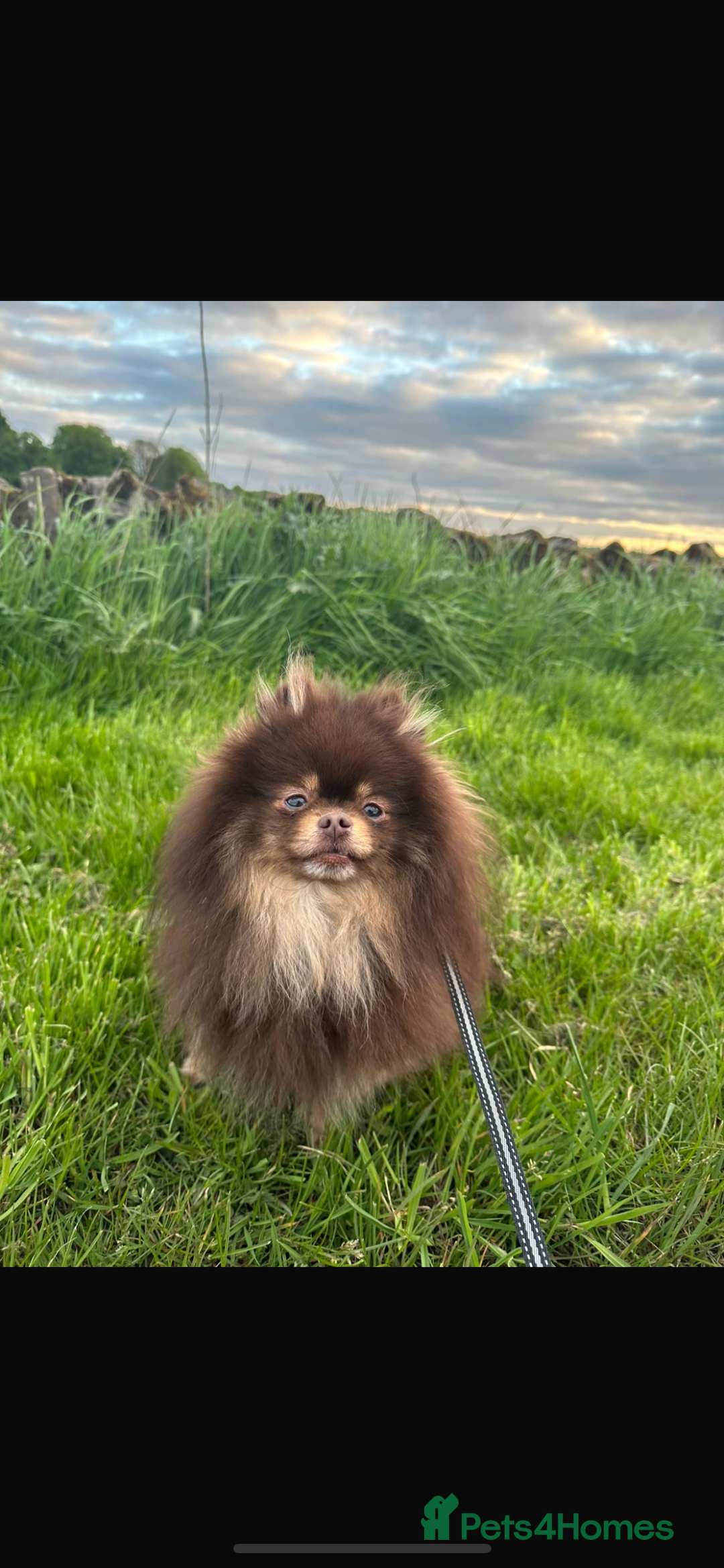 Pomeranian dogs for sale: 2 little Pomeranian Boys   - Image 5