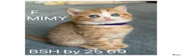 British Shorthair cats for sale: British sh odd/blue eyed adorable kittens GCCF  - Advert 6