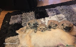 Mixed Breed dogs for sale: Pomspitz puppies  - Advert 12