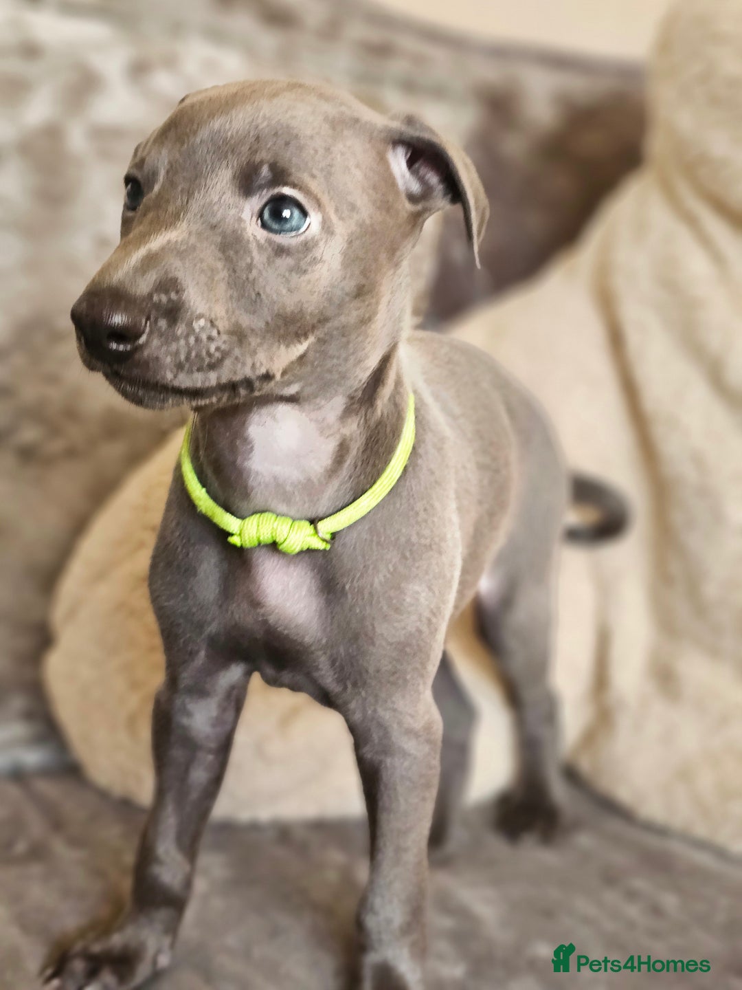 Whippet dogs for sale: KC Registered Blue Laguna Whippets - Image 31