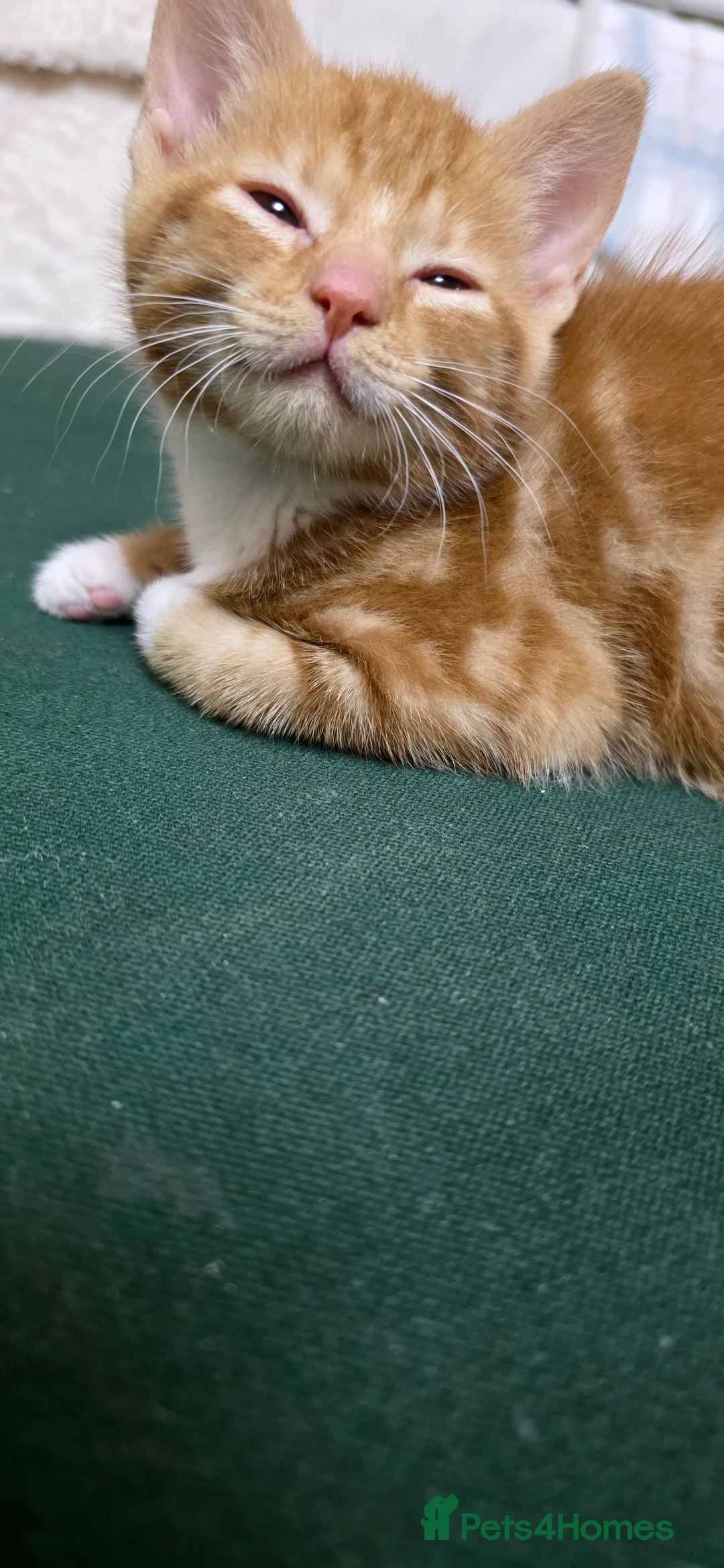 Mixed Breed cats for sale: Adorable Kitten Looking for a New Home - Advert 2