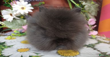 Lionhead rabbits in Barnsley - Advert 16