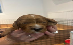 Cockapoo dogs for sale: Cockapoo Puppies  - Image 6