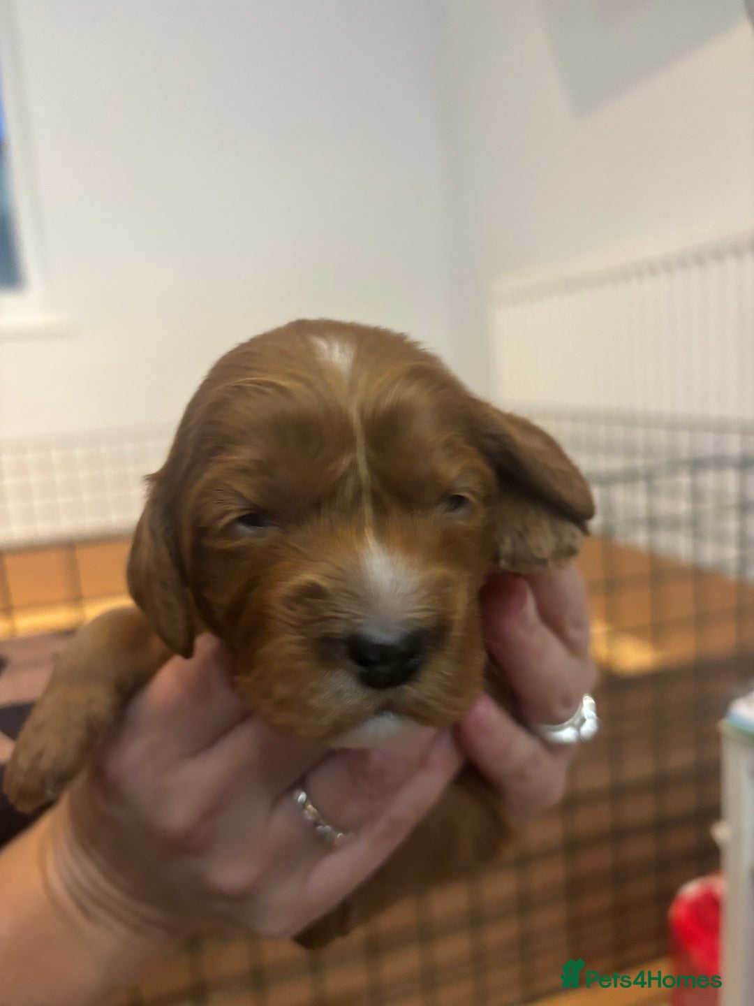 Cockapoo dogs for sale: Cockapoo Puppies  - Image 6
